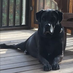 Meet your Posher, Janet